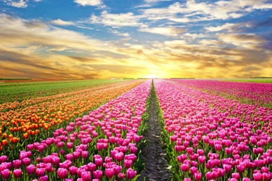 Tulip Field Print 100% Australian Made