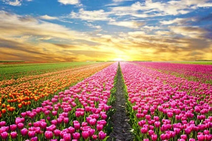 Tulip Field Print 100% Australian Made