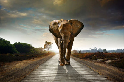 Elephant Walking on Road Photograph Home Decor Premium Quality Poster Print Choose Your Sizes