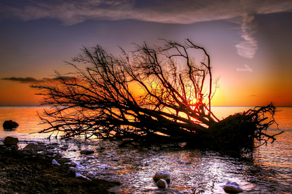 Dead Tree on Sea Sunset Photograph Print 100% Australian Made