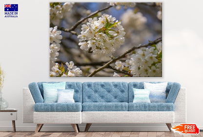 White Cherry Blossom Flowers with Leaves Photograph Print 100% Australian Made