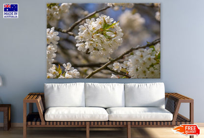 White Cherry Blossom Flowers with Leaves Photograph Print 100% Australian Made