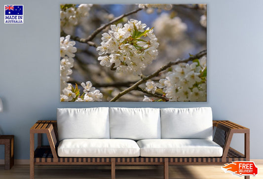 White Cherry Blossom Flowers with Leaves Photograph Print 100% Australian Made