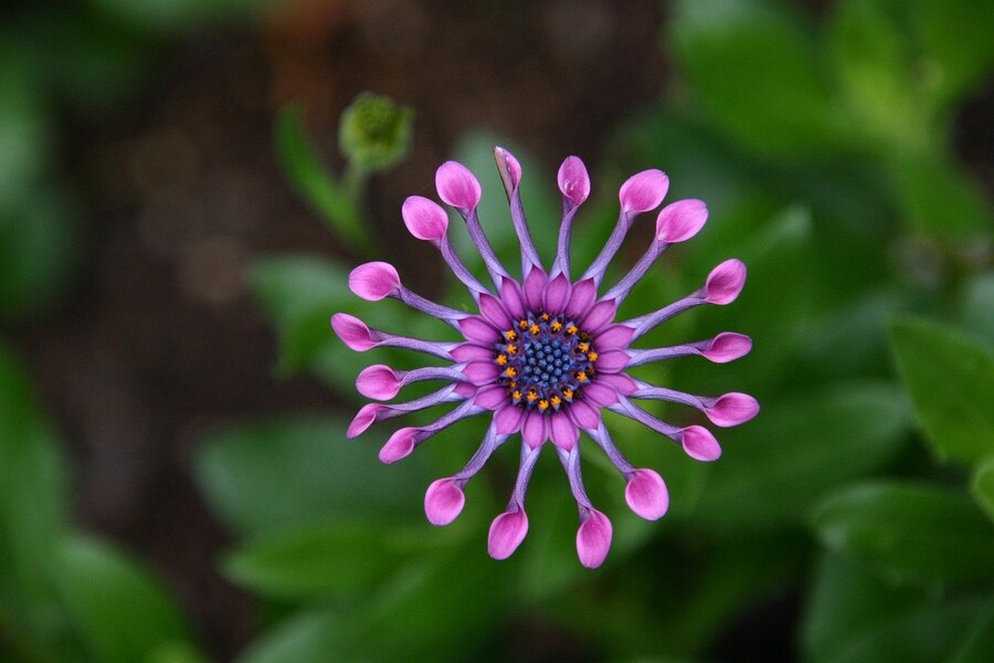 Lilac Flower Closeup Photograph Print 100% Australian Made