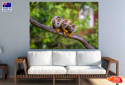 Funny Squirrel Monkeys Photograph Print 100% Australian Made