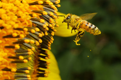 Bee on Yellow Flower Pollen Macro Photograph Print 100% Australian Made