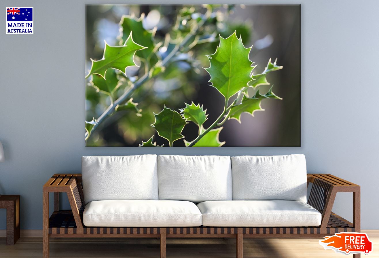 Ilex Tree Leaves Photograph Print 100% Australian Made