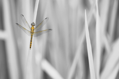 Drogonflie On Grasses B&W Portrait Photograph Print 100% Australian Made