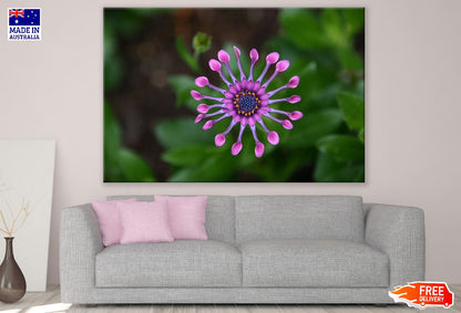 Lilac Flower Closeup Photograph Print 100% Australian Made