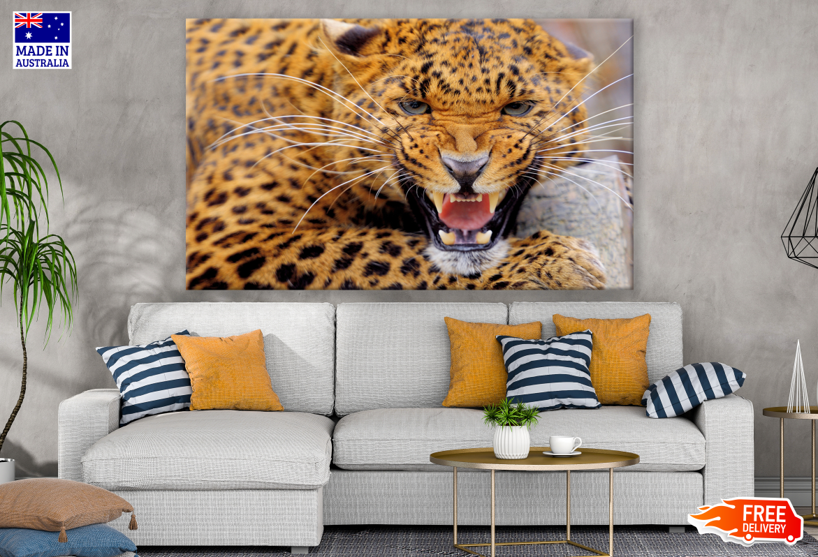 Leopard Portrait Photograph Print 100% Australian Made