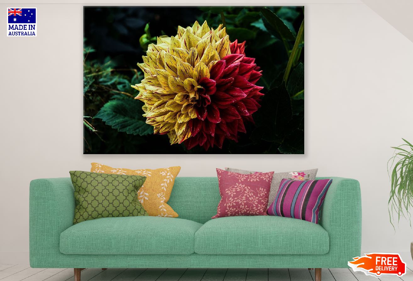 Yellow & Red Dahlia Flower Photograph Print 100% Australian Made