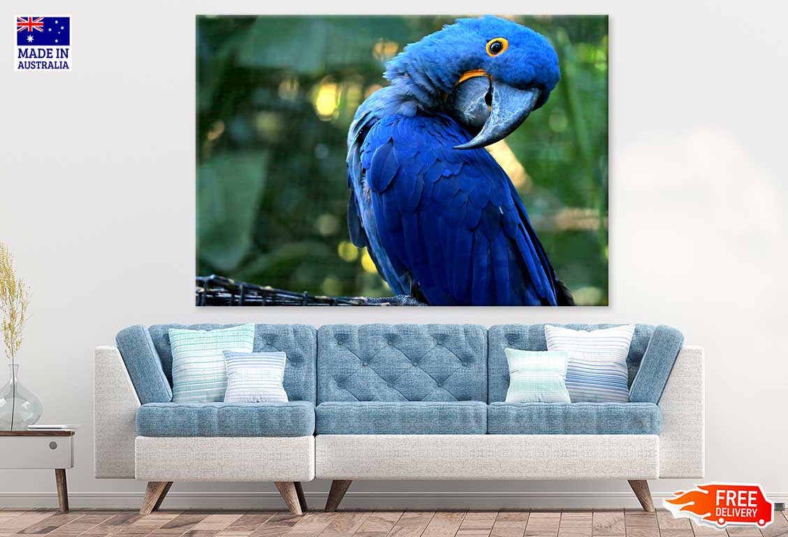 Blue Macaw Closeup Photograph Print 100% Australian Made