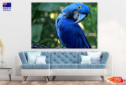 Blue Macaw Closeup Photograph Print 100% Australian Made