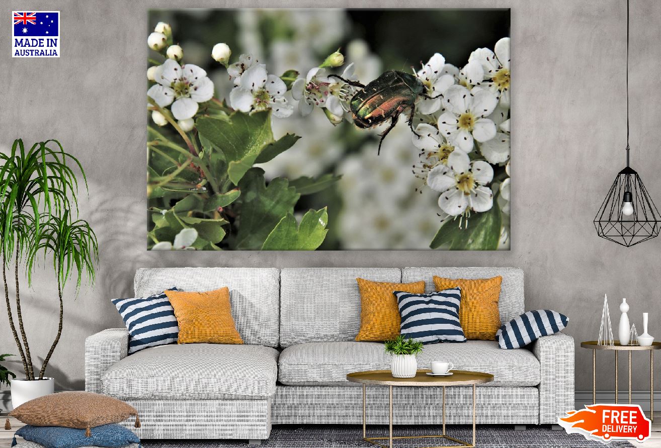Green Firefly Beetle On White Flowers Photograph Print 100% Australian Made