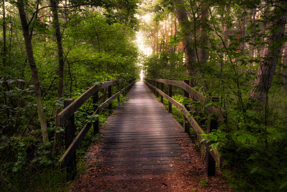 Wallpaper Murals Peel and Stick Removable Wooden Bridge in Forest High Quality
