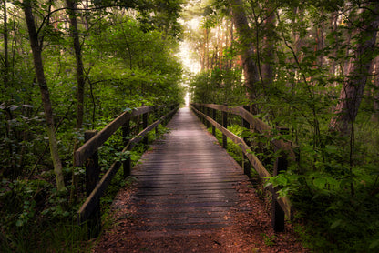 Wallpaper Murals Peel and Stick Removable Wooden Bridge in Forest High Quality