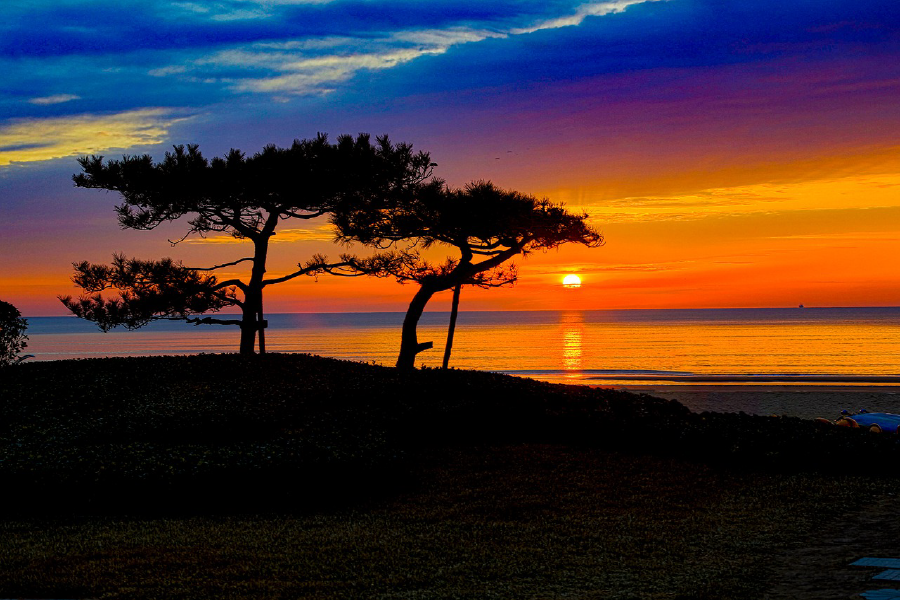 Trees Near Sea Sunset Photograph Print 100% Australian Made