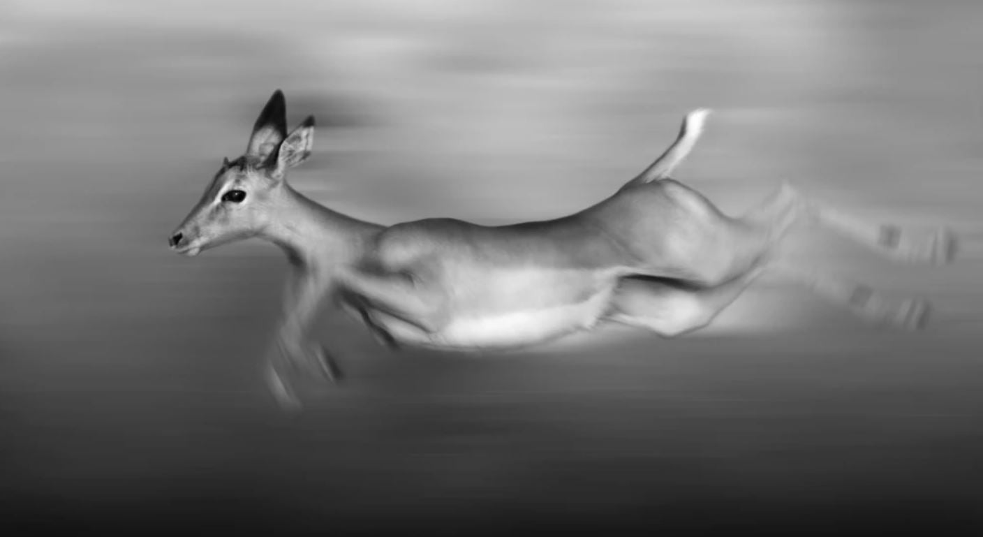 Deer Running B&W Photograph Home Decor Premium Quality Poster Print Choose Your Sizes