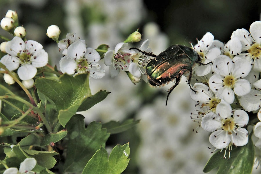 Green Firefly Beetle On White Flowers Photograph Print 100% Australian Made