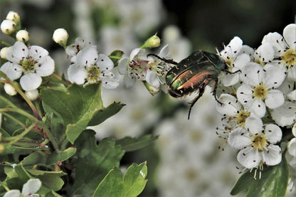 Green Firefly Beetle On White Flowers Photograph Print 100% Australian Made