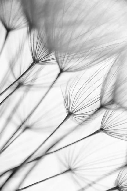 Abstract Macro Photo Of Dandelion Seeds Print 100% Australian Made