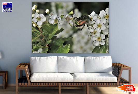 Green Firefly Beetle On White Flowers Photograph Print 100% Australian Made