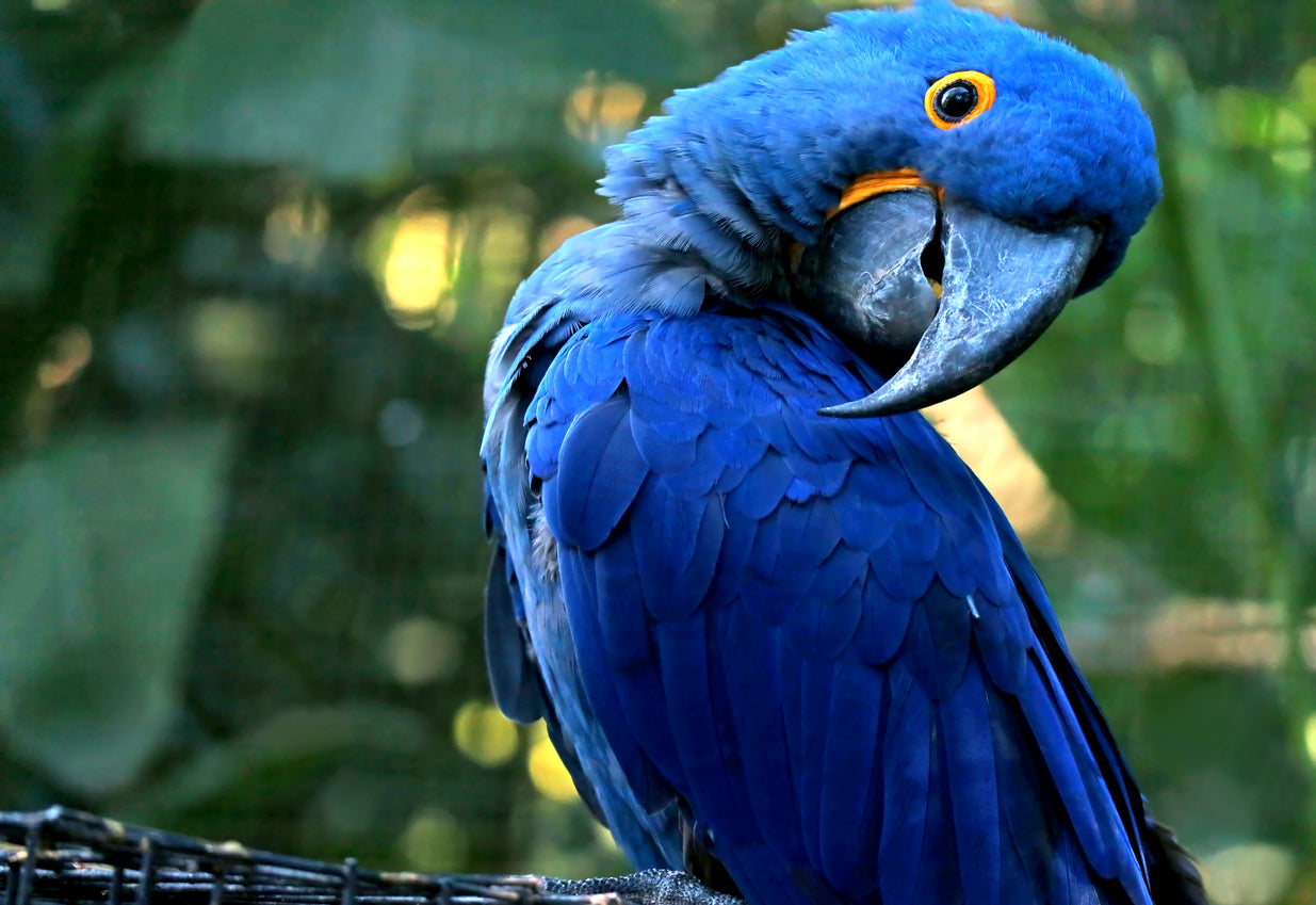 Blue Macaw Closeup Photograph Print 100% Australian Made