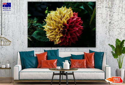 Yellow & Red Dahlia Flower Photograph Print 100% Australian Made