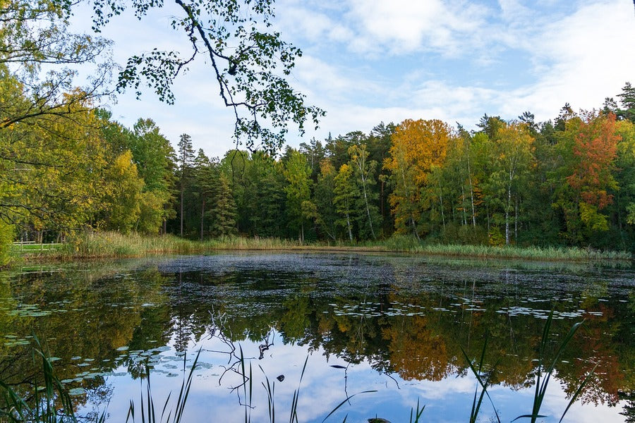Autumn Trees with Lake Photograph Sweden Print 100% Australian Made