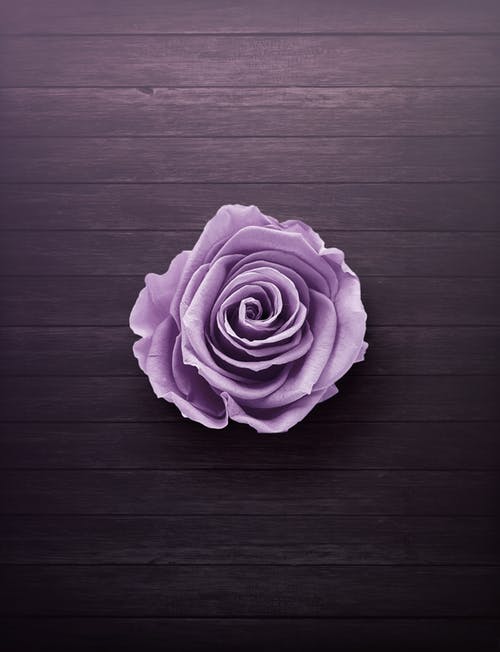 Purple Flower on a Table Closeup Photograph Print 100% Australian Made