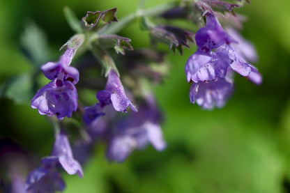 Grape Catnip Flowers Photograph Print 100% Australian Made