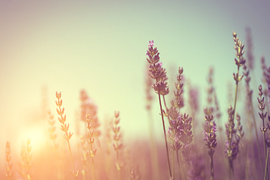 Lavender Flower Sunset Photograph Print 100% Australian Made