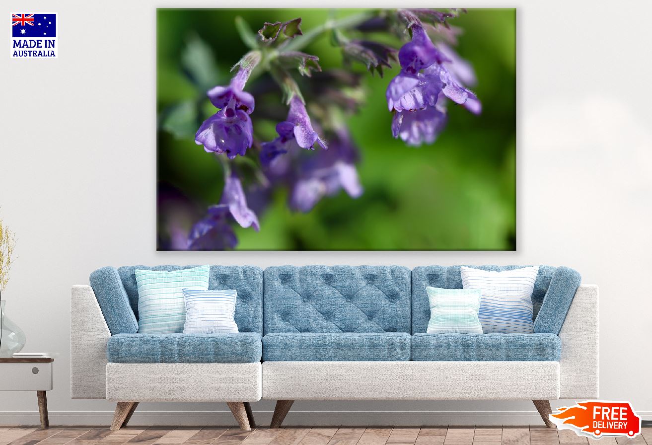 Grape Catnip Flowers Photograph Print 100% Australian Made