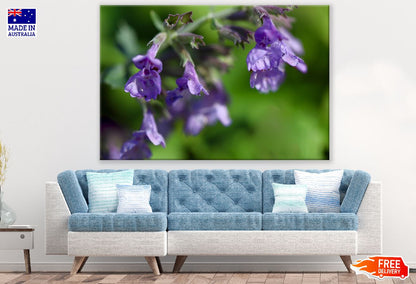 Grape Catnip Flowers Photograph Print 100% Australian Made