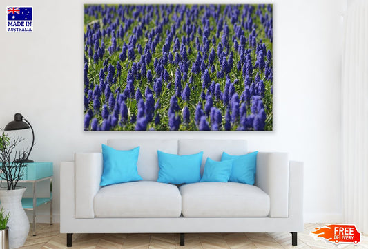 Blue Grape Hyacinths Flowers Photograph Print 100% Australian Made