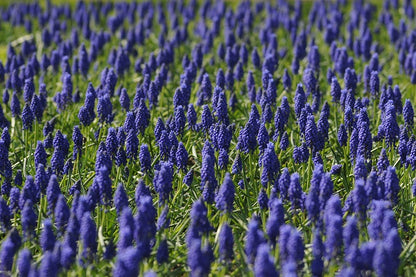 Blue Grape Hyacinths Flowers Photograph Print 100% Australian Made