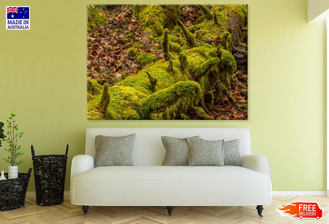 Huge Tree Root Closeup Photograph Print 100% Australian Made