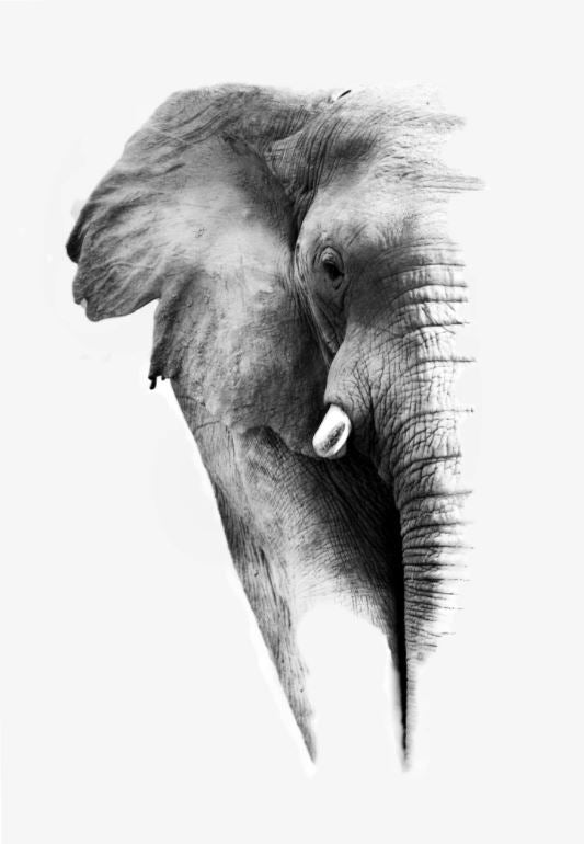 Elephant B&W Photograph Home Decor Premium Quality Poster Print Choose Your Sizes