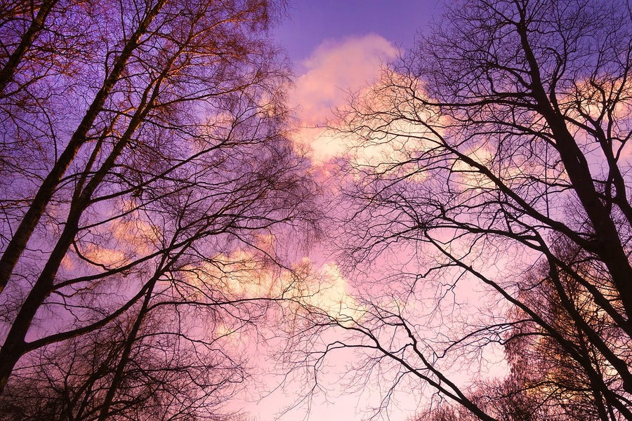 Dead Trees & Branches Sunset Photograph Print 100% Australian Made