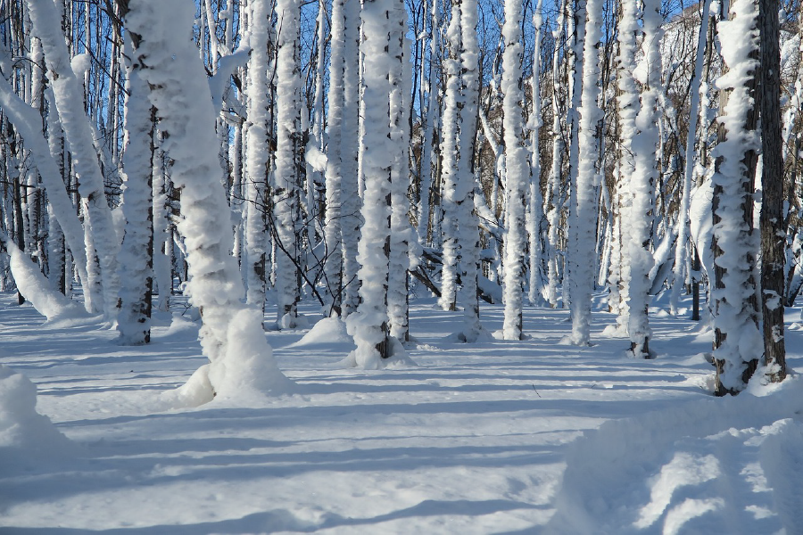 Snow Covered Forest Photograph Print 100% Australian Made