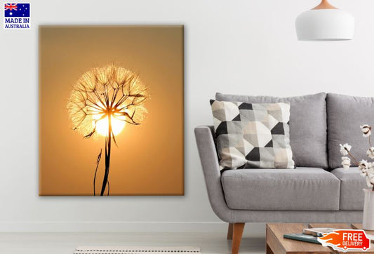 Dandelion Flower at Sunset Closeup Photograph Print 100% Australian Made
