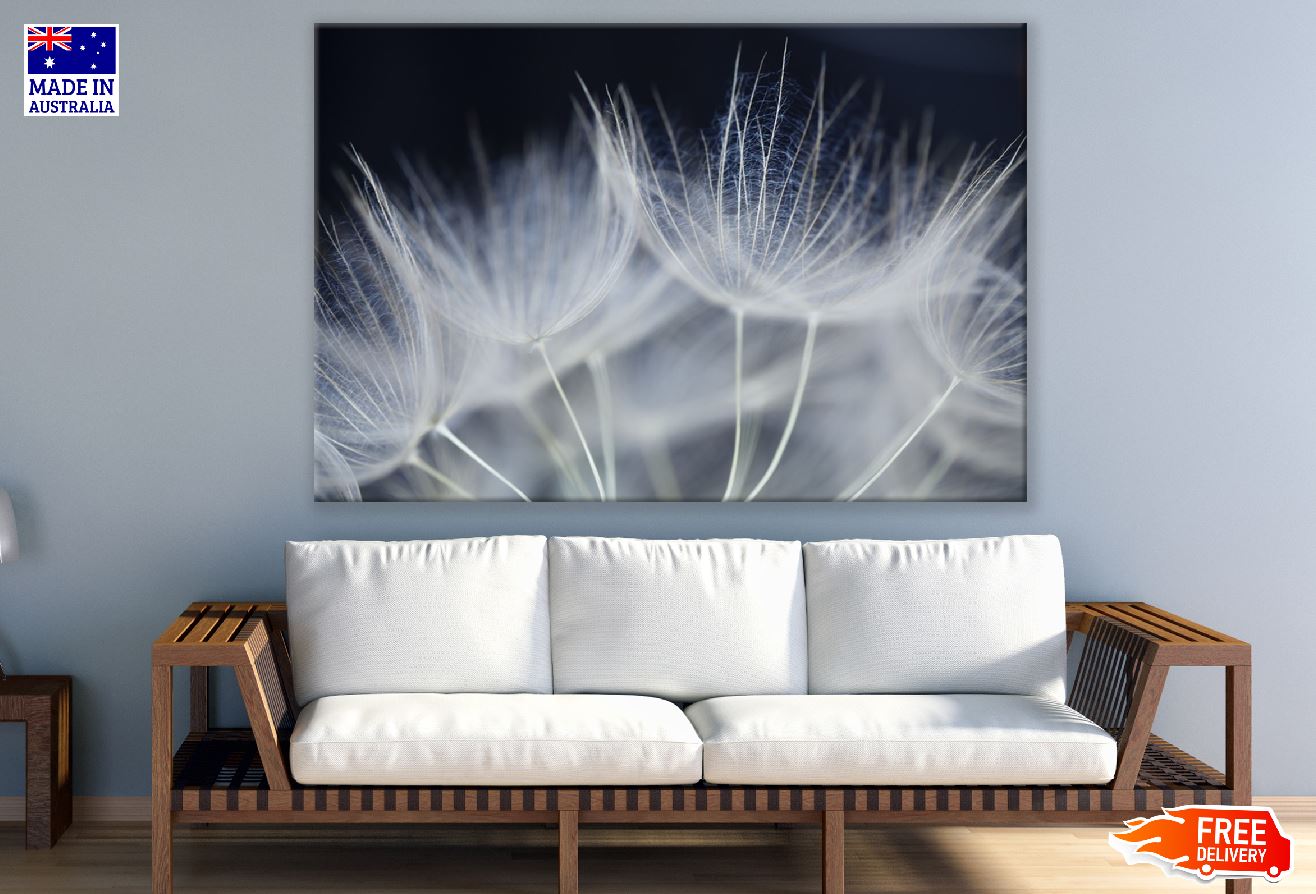 Dandelions Closeup Photograph Print 100% Australian Made