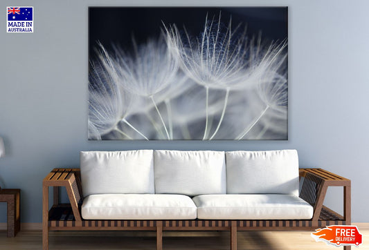 Dandelions Closeup Photograph Print 100% Australian Made