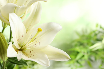 Green & White Flower Closeup Home Decor Premium Quality Poster Print Choose Your Sizes