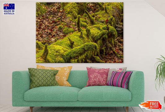 Huge Tree Root Closeup Photograph Print 100% Australian Made