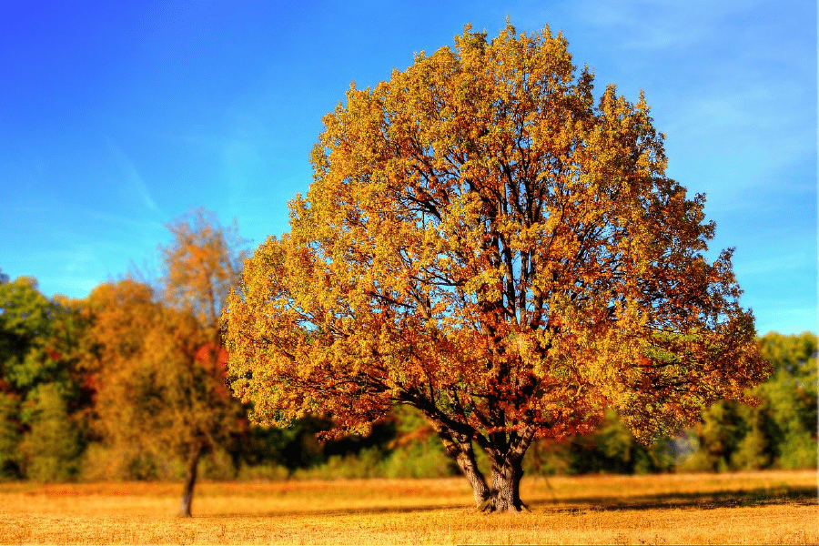 Maple Tree Autumn Scenery Photograph Print 100% Australian Made