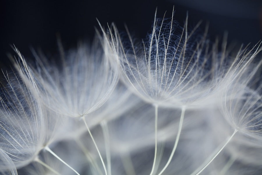 Dandelions Closeup Photograph Print 100% Australian Made
