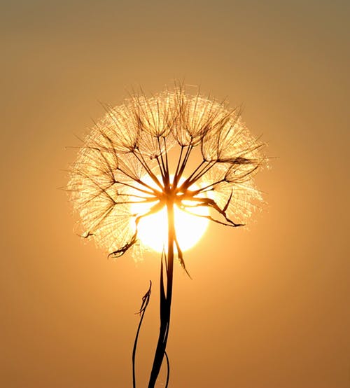 Dandelion Flower at Sunset Closeup Photograph Print 100% Australian Made