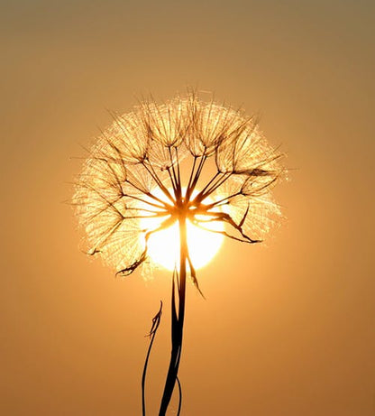 Dandelion Flower at Sunset Closeup Photograph Print 100% Australian Made