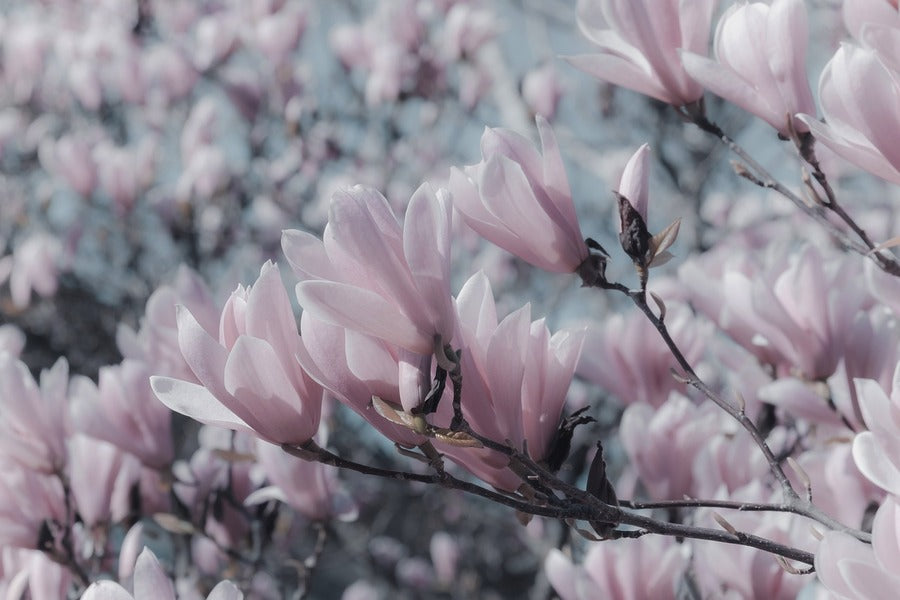 Pink Magnolia Flowers Closeup Photograph Print 100% Australian Made